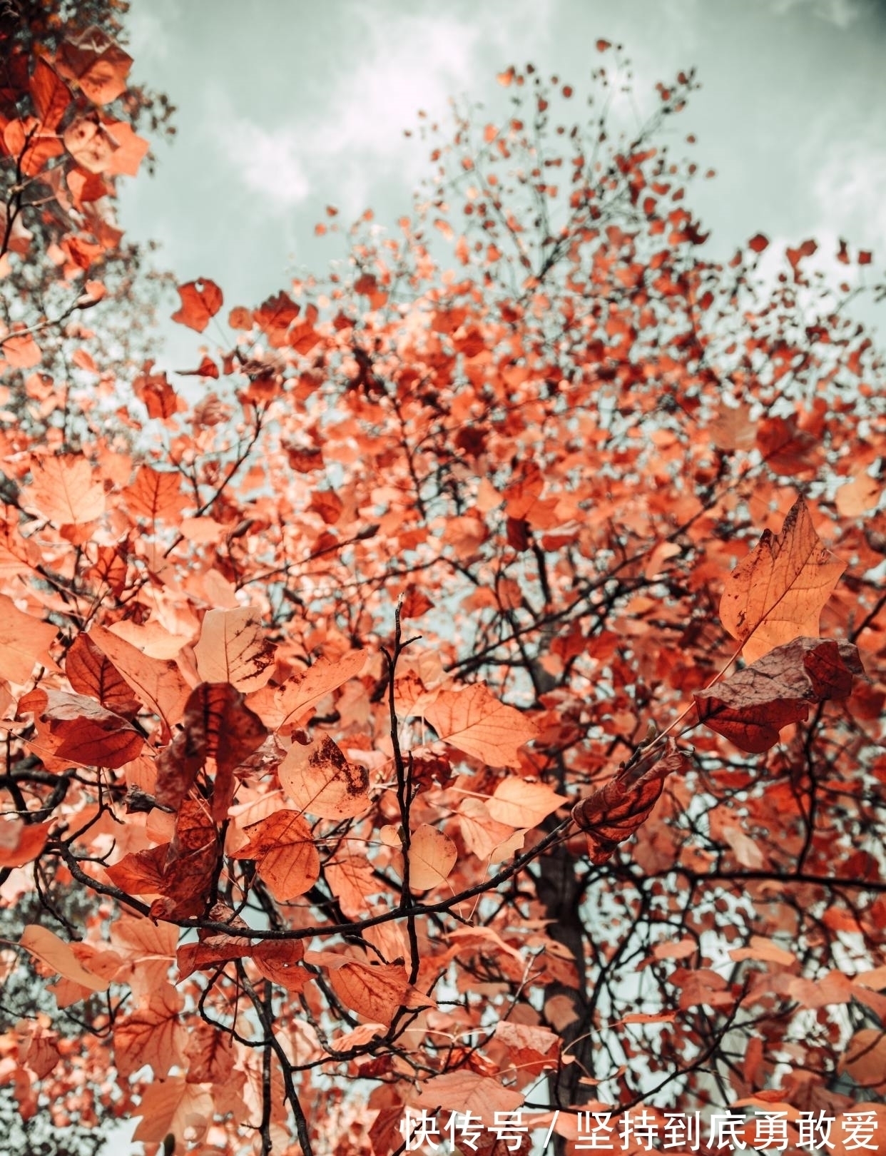 戴建业@白居易酒后写的一首哲理诗,短短28字温暖人心,送给消沉的你