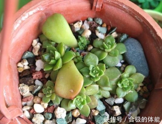 蒂亚一直绿着,实在忍不住了,把叶片撸,全插起来!