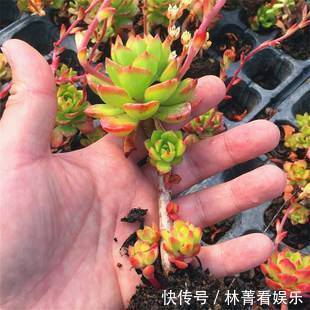 叶片|养多肉5年,告诉你4种“多肉”值得养,秋天晒一晒,10天变彩色