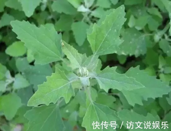 老大|在乡村处处可见的野菜，竟然是抗癌老大，没有几个人知道吧！