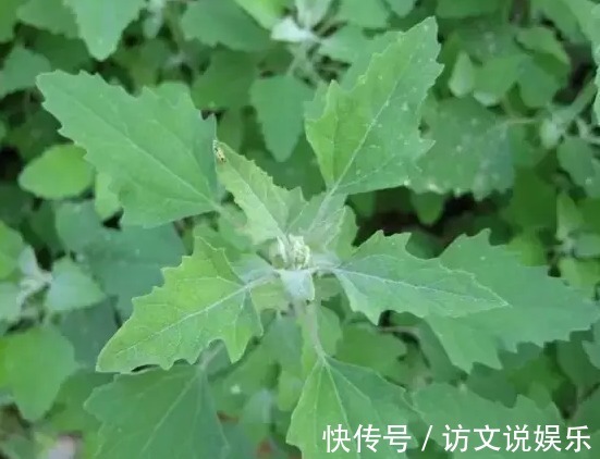 老大|在乡村处处可见的野菜,竟然是抗癌老大,没有几个人知道吧!