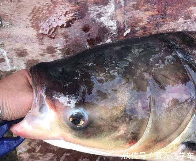 等级|你的钓鱼瘾是什么等级在你不钓鱼的时候,就能看出来