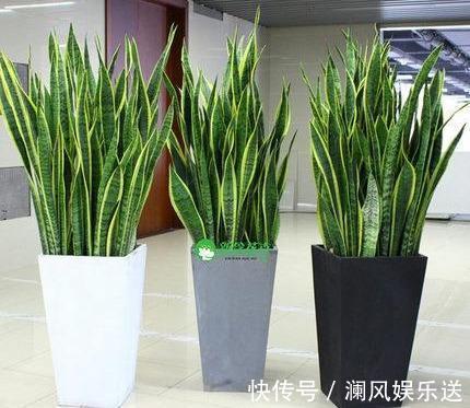 繁殖虎皮兰扦插“不地道”,“金虎纹”全消失,方法很重要