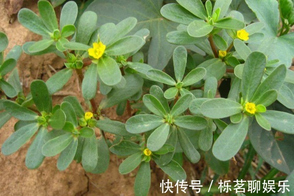 白发|马齿苋加一宝，煮水后洗头，能让白发变黑发，半月后还有大惊喜！