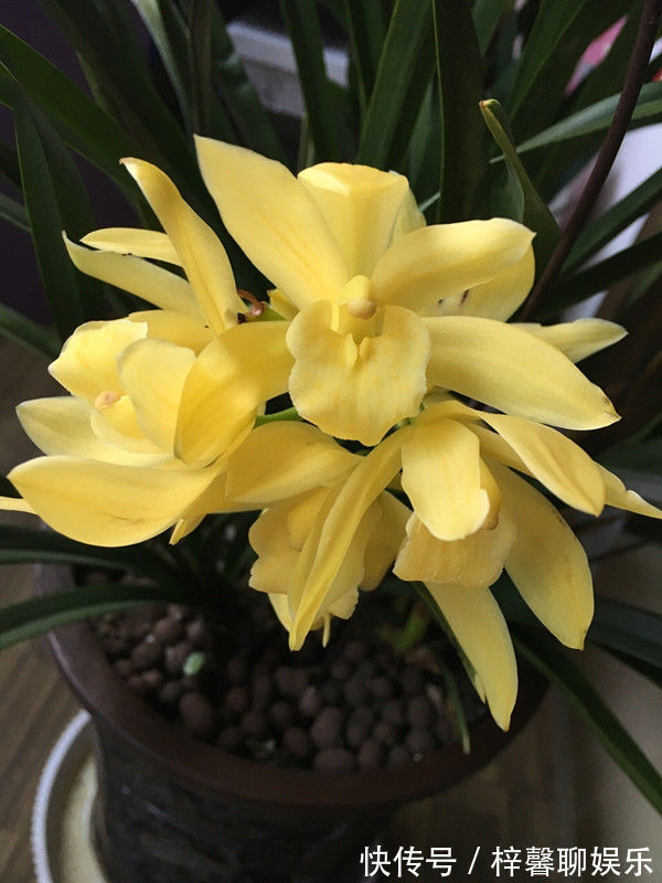 沙壤土|喜欢牡丹,不妨养盆“精品玫瑰”红色伊甸园,开花爆盆,花比叶多