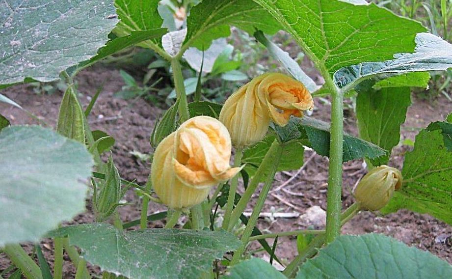 南瓜花|现在最该吃的菜是它了,2元钱一斤,消除疲劳,改善睡眠,防中风