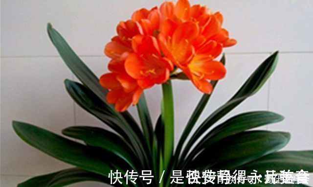 君子兰这样养，叶子不长偏开花又不夹剪，还可促进叶绿花艳