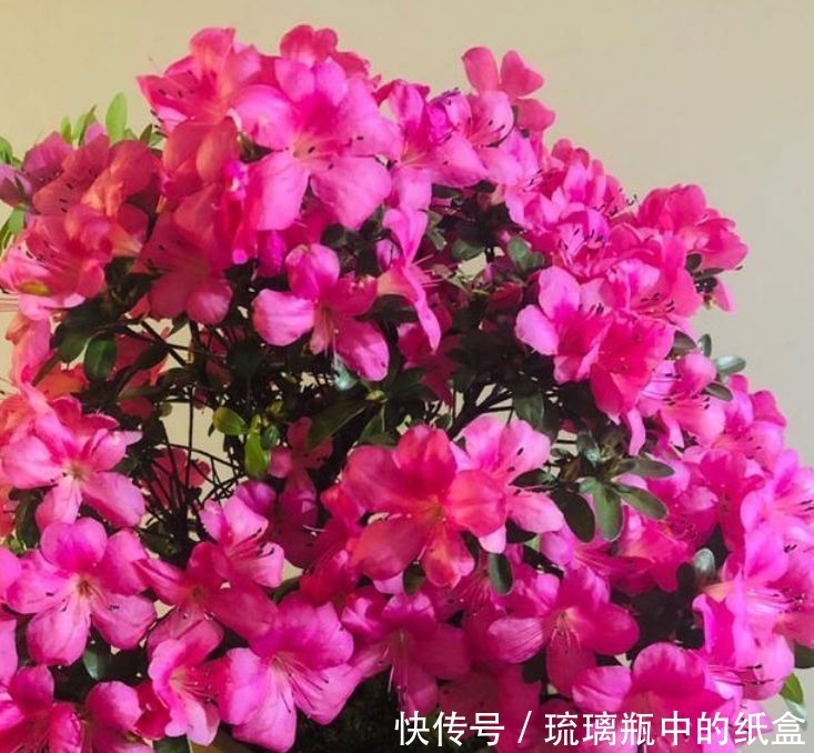 养花|养花就养这几款,空气清新,夜间释放氧气,改善睡眠质量!