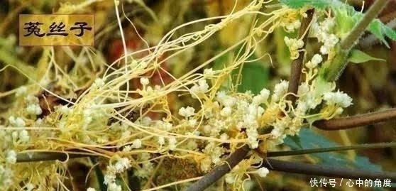 老爹害死岳飞,儿子却为《尔雅》添翼!