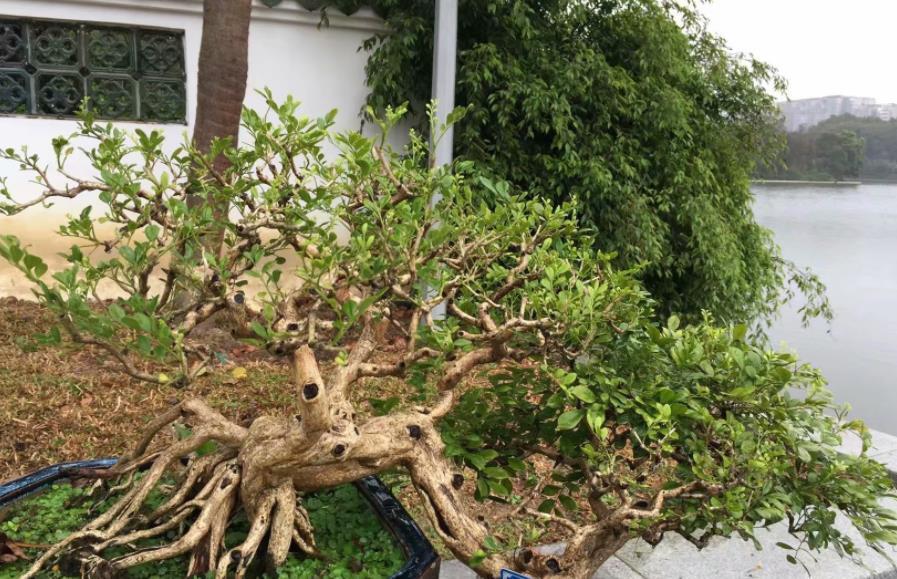 光照|此花是天然盆景,主干质朴大气,枝叶造型独特,自带扑鼻的香气