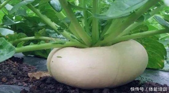 种植超过2000年,常被误认为萝卜,南方见得多,吃法更百变