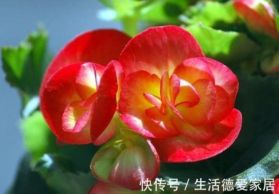 匮也|农历7月10日开始，养花养个耐看的，越晒越爆盆，阳台开出花海