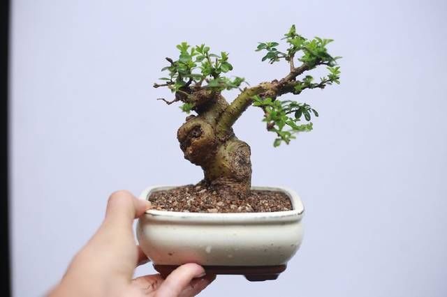 枝条|网友分享的白蜡微型盆栽,室内摆件精品盆栽,快来一睹为快