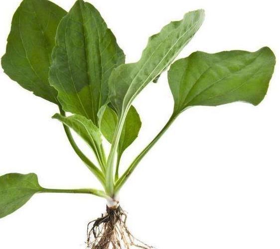 用车前草|车前草的药用价值太大了,除了保肝护肝,你不知道好处太多了