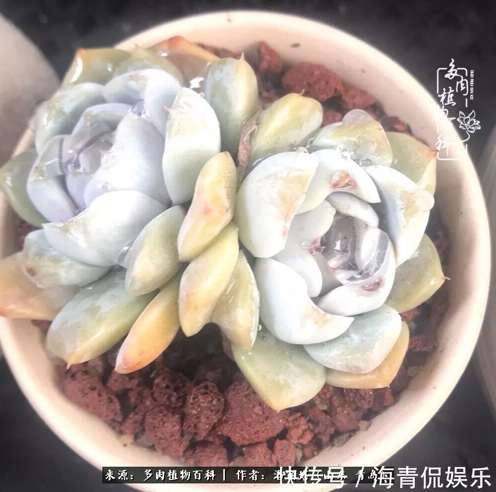 白月影|我和我的“多肉恋人”,怎么样有没有惊艳到你!