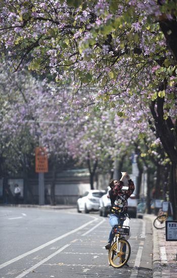 宫粉紫荆怒放，广州46个观赏点你打卡了吗？