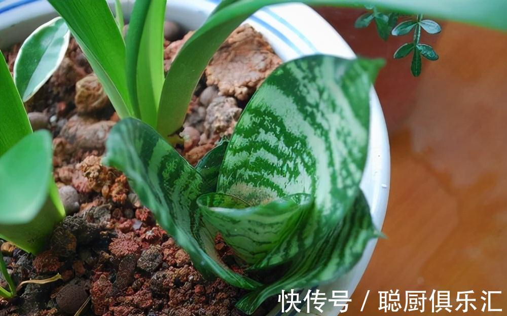 盆里埋一颗大力丸,虎皮兰侧芽挤爆盆,还大拇指一般粗