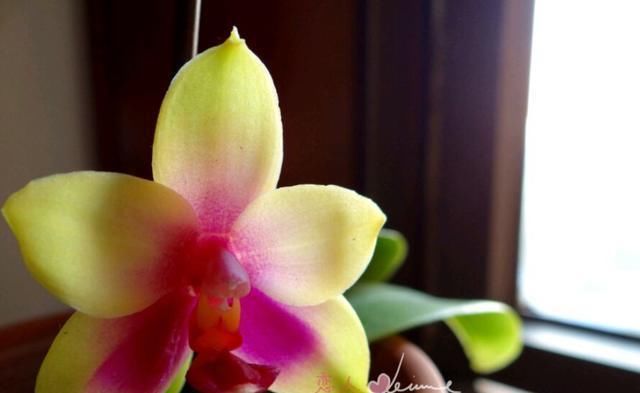 耐阴的吉祥兰,花开奇特,还有顶级的香味