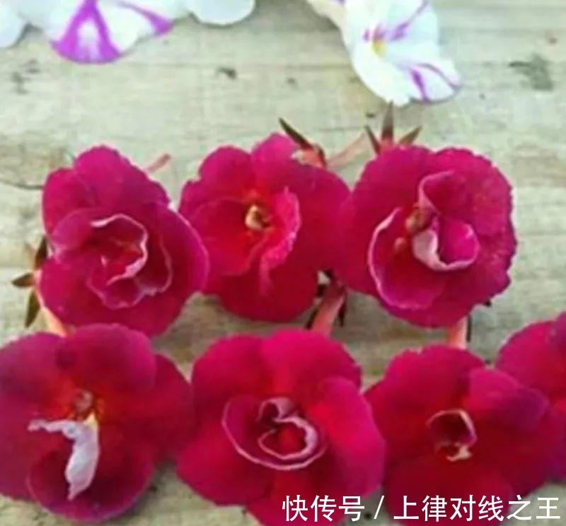 长筒花是“室内花量王者”,没光也能开爆盆,阳台党福音