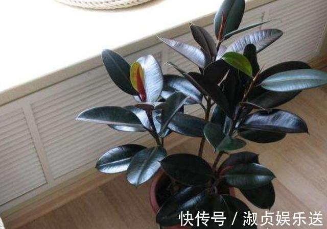 叶片|这东西“家家有”,给橡皮树埋花盆里,橡皮树疯长,叶片大又亮