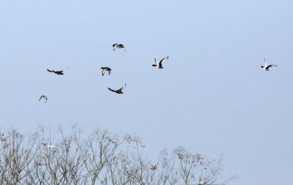 8年前村民要赶鸟，如今村民邀请亲友来“看天鹅”，这里有一片宝藏湿地