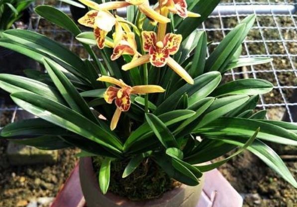 兰花最怕“上干下湿”,教你3招有效改善,根系健壮不空根