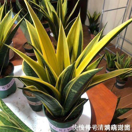 这5种花,漂亮又好养,放卧室客厅都合适,还能净化空气,很实用