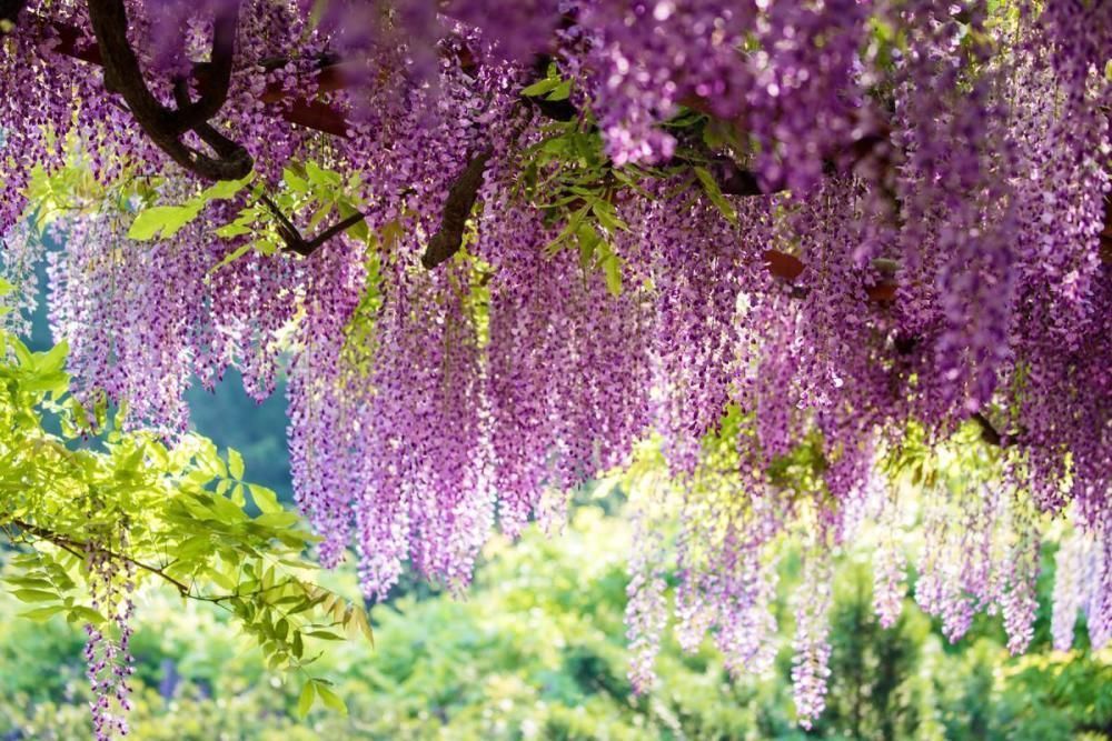 品种|家有庭院绝不可错过的5种花,打造花海无压力,任谁看了都羡慕