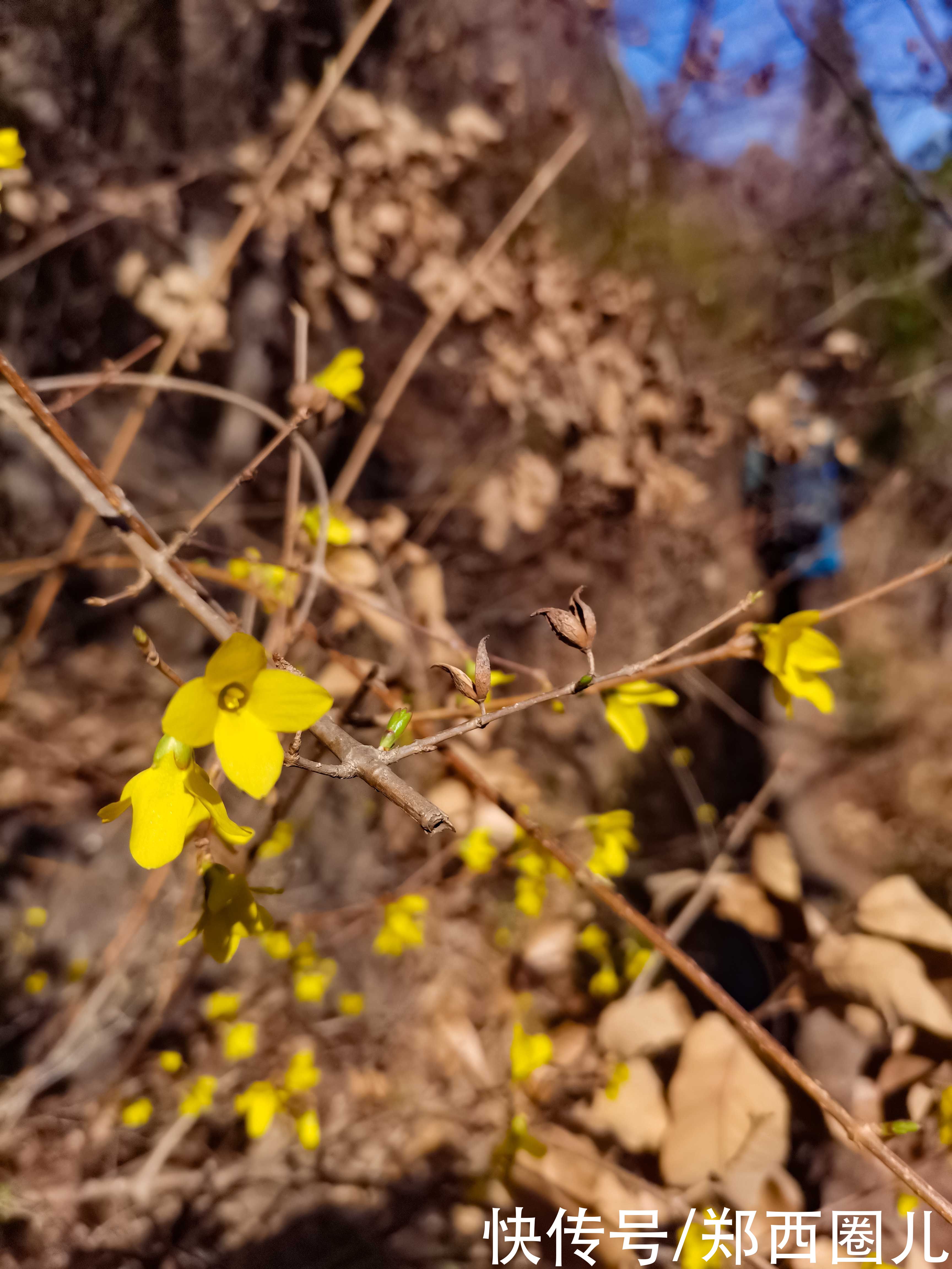 中年|郑州这个春天来得有点早 徒步环游穆桂英寨小龙池赏山桃花
