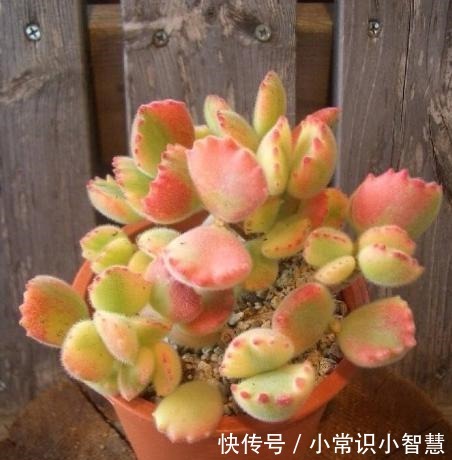 女同学喜爱的8种“美靓多肉”,就是难养了点,看看你都养过没!