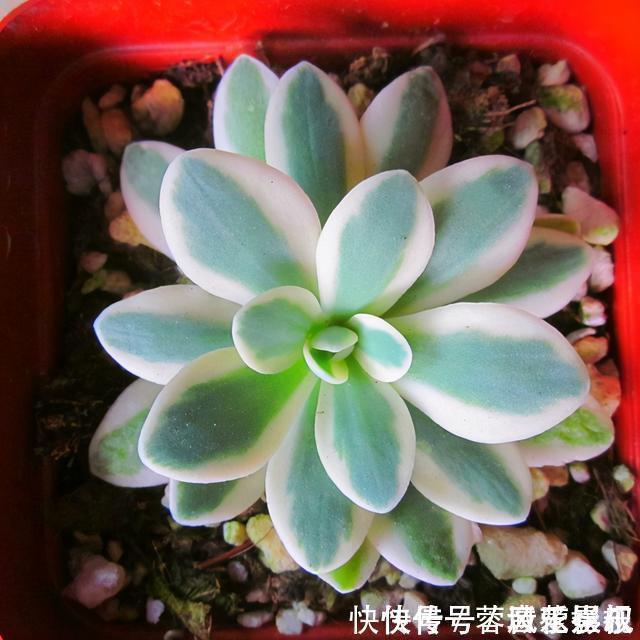 度夏|盘点5种最不好养的多肉,各种问题多,花友慎入