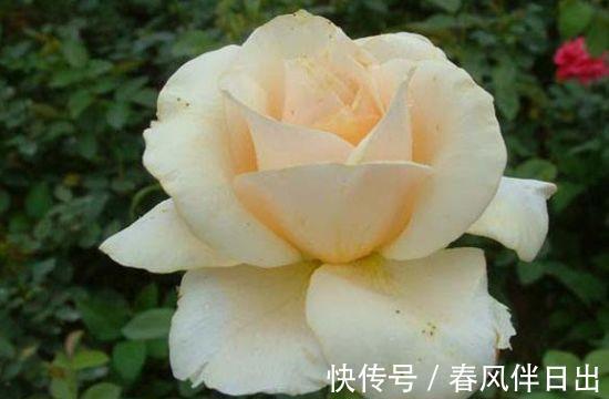 花色|农历7月13日开始，养花养个耐看的，开花幽香暗淡，花色惊艳清新