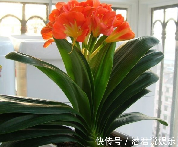 君子兰|君子兰不开花老花匠有“开花秘诀”，轻松养爆盆，花苞蹭蹭长