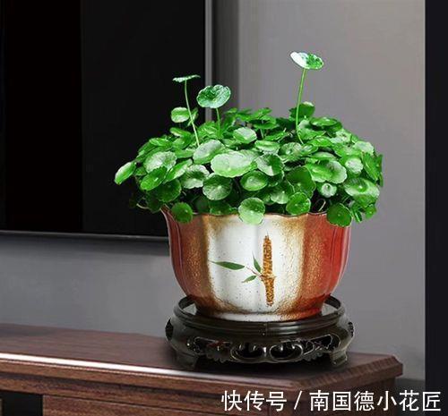 钱串子|3种花名字带“钱”寓意好，还是净化小能手，吉祥又健康