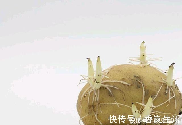 蒸土豆|土豆芽能吃吗小贴士教你如何防止他发芽，你可以放心地储存土豆