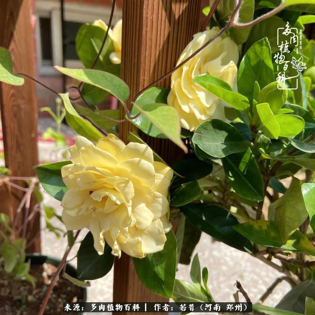 迷你小院儿，种满多肉、花草和蔬果，沉醉在自己的世外桃源！