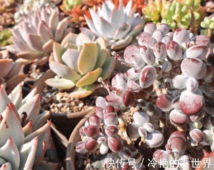 秋天多肉先养根,根系健壮叶肥厚,轻松长成群生肉墩子