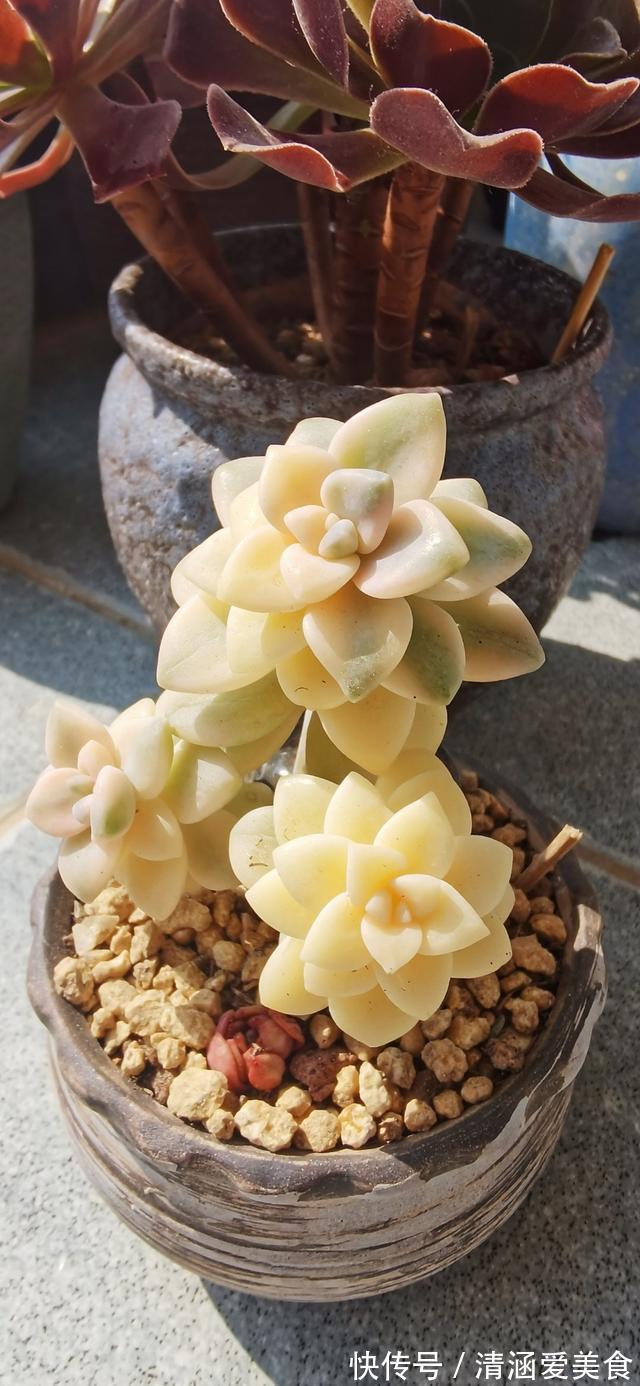 玉露|这“三多肉”最怕晒,遇强光易“摊大饼”,阴一点养成群生肉墩子