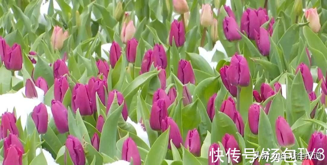 打卡|踏春好去处！18万株郁金香竞相绽放等你来打卡