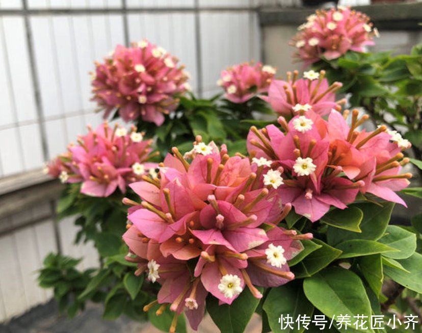 家中光照弱，3种花不要养，因为养了也不开花，它们喜欢强光照