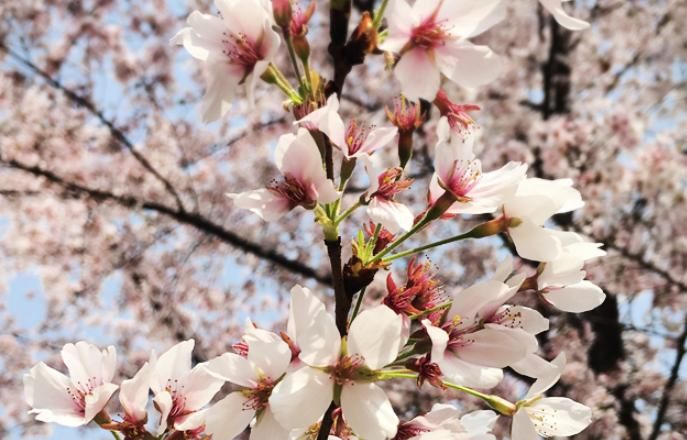 日本|国内良心寺庙，盛唐时期从日本引进樱花树，门票免费！