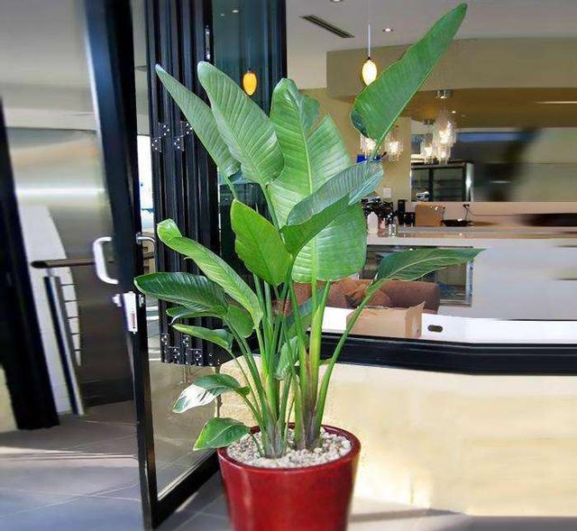 五种盆栽,自带高贵气质,在家摆一盆,格调高,人人夸你眼光好