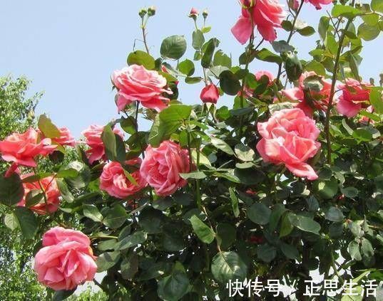 扦插花卉不用土壤,用上此“材料”,10天生根发芽,白根往外冒