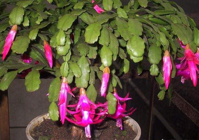 养好蟹爪兰，“1点”很关键，“浇水”不发愁，叶片肥厚开满花