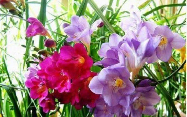 春季养此款花卉,花大服盆快,全年开花不断,花开美观又大气