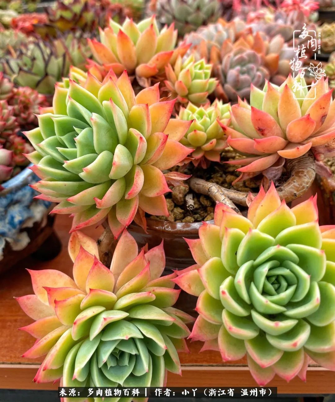 祖上无院家里无矿,一腔浪漫情怀付诸楼顶造花!