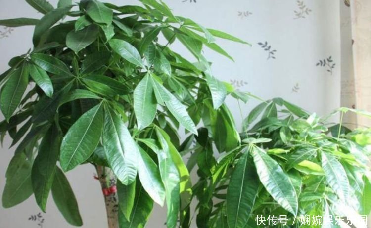 鸿运当头|家里就养3种花,高端大气又旺财,2021年鸿运当头,福运迎门!