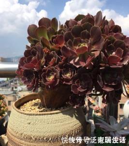 光照|此款多肉,再喜欢也别养在家里,长得丑还有“脚臭”味!