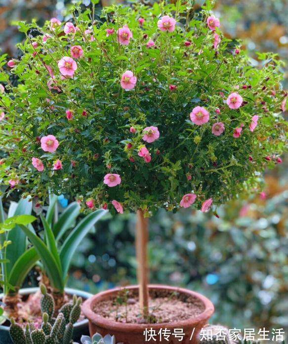 6种“便宜花”，稍加打理养成“棒棒糖”，给多少钱都不卖