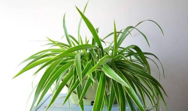 橡皮树|君子兰肥到流油,长寿花开不断,原来他用了这个小方法!